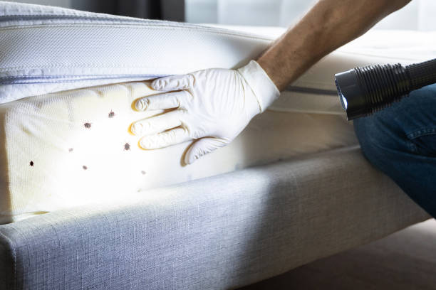 Best Termite Control Services  in Tchula, MS
