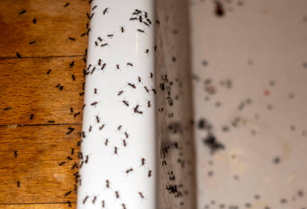 Best Flea Control Services  in Tchula, MS