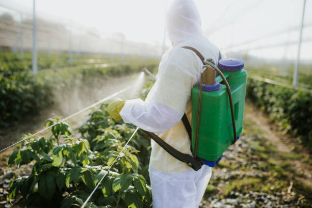 Best Ant Control Services  in Tchula, MS